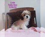 Puppy Linda Zuchon