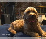 Small #3 Miniature Labradoodle