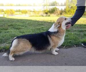 Mother of the Pembroke Welsh Corgi puppies born on 05/07/2022