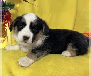 Cardigan Welsh Corgi Puppy for sale in DEARBORN, MO, USA
