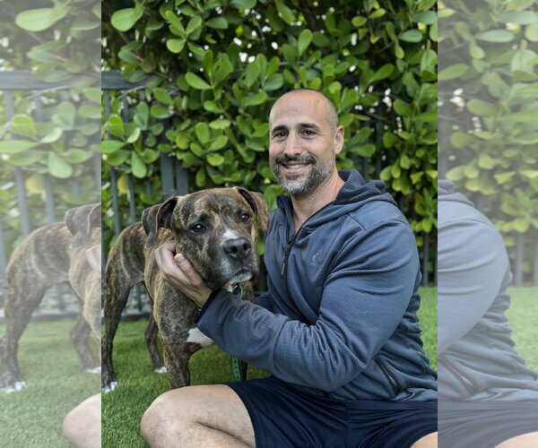Medium Photo #4 Rhodesian Ridgeback-Unknown Mix Puppy For Sale in Lighthouse Point, FL, USA