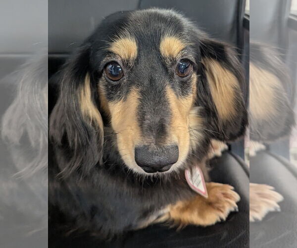 Medium Photo #1 Dachshund Puppy For Sale in Shelbyville, TN, USA