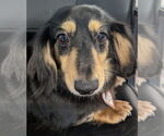 Small Dachshund