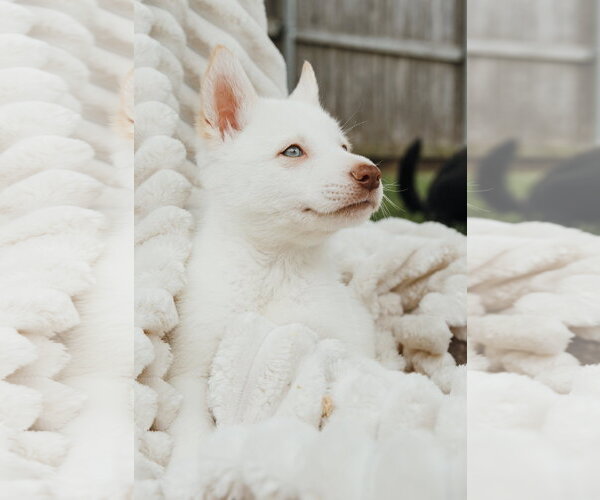 Medium Photo #2 Siberian Husky Puppy For Sale in Carrollton, TX, USA
