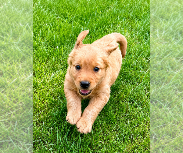 Medium Photo #4 Golden Retriever Puppy For Sale in FAIR HAVEN, MI, USA