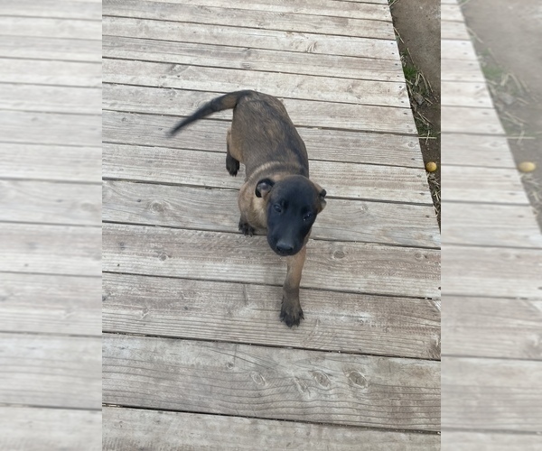 Medium Photo #14 Belgian Malinois Puppy For Sale in IMPERIAL BEACH, CA, USA
