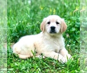 Golden Retriever Puppy for sale in DRY RUN, PA, USA