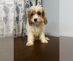 Small #75 Cavapoo-Poodle (Miniature) Mix