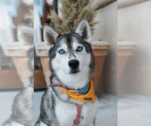 Siberian Husky Dogs for adoption in Carrollton, TX, USA