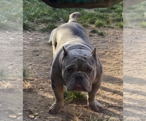 Father of the American Bully puppies born on 08/08/2022