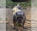 Small Photo #1 American Bully Puppy For Sale in MARTELL, NE, USA