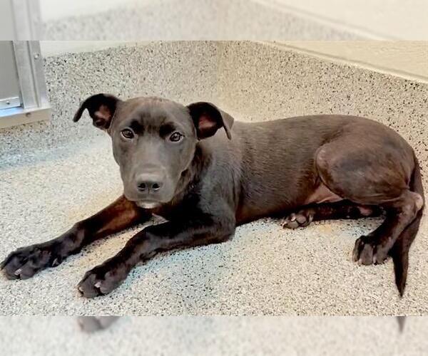 Medium Photo #3 American Pit Bull Terrier-Unknown Mix Puppy For Sale in Houston, TX, USA