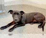 Small #2 American Pit Bull Terrier Mix