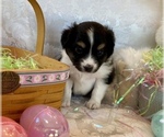 Small Photo #2 Australian Shepherd Puppy For Sale in ANTHONY, FL, USA