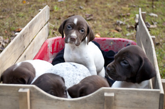 German Shorthaired Pointer Puppy for sale in PROSPECT, VA, USA
