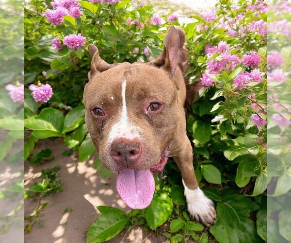 Medium Photo #2 American Pit Bull Terrier Puppy For Sale in Glen Allen, VA, USA
