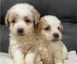 Goldendoodle (Miniature) Puppy for sale in HICKORY, NC, USA