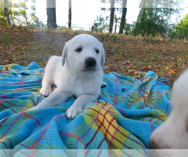 Medium Photo #14 Akbash Dog Puppy For Sale in BROOKSVILLE, FL, USA