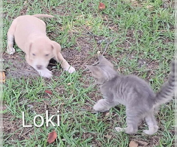 Medium Photo #4 Black Mouth Cur Puppy For Sale in Brooksville, FL, USA