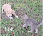 Small #3 Black Mouth Cur
