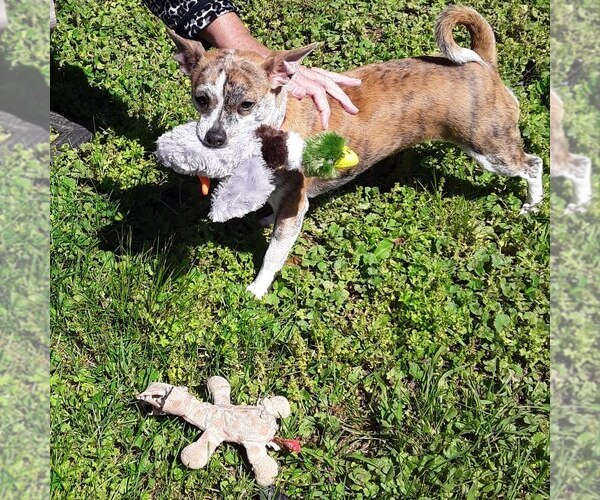 Medium Photo #1 Chihuahua Puppy For Sale in MURPHY, NC, USA