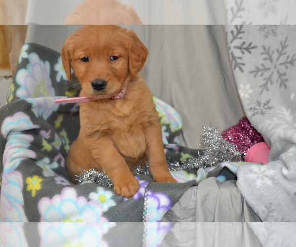 Medium Photo #29 Golden Retriever Puppy For Sale in GREENWOOD, WI, USA