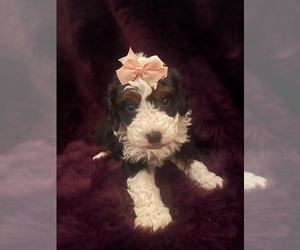 Bernedoodle (Miniature) Puppy for sale in LUCASVILLE, OH, USA
