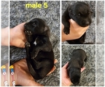 Puppy Puppy 5 Belgian Malinois