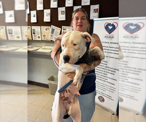Mutt Dogs for adoption in Stockton, CA, USA
