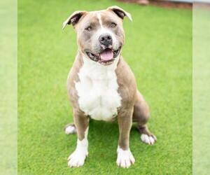 *JAKE - Male Mutt Dog for Adoption - Photo #2