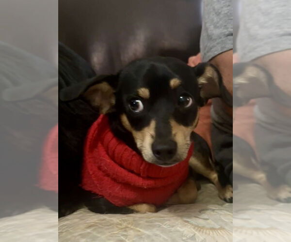 Medium Photo #3 Chipin Puppy For Sale in San Diego, CA, USA