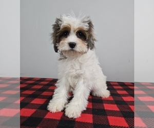 Cavapoo Puppy for sale in FRANKLIN, IN, USA