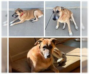 Medium Anatolian Shepherd Mix