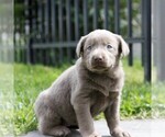 Small Photo #1 Labrador Retriever Puppy For Sale in DANVILLE, PA, USA