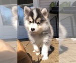 Small Photo #3 Pomsky Puppy For Sale in SAVOY, MA, USA