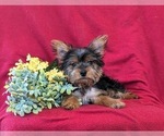 Small Photo #3 Yorkshire Terrier Puppy For Sale in LINCOLN UNIVERSITY, PA, USA