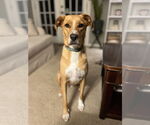 Small Golden Retriever Mix
