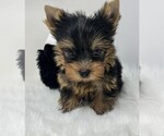 Small Yorkshire Terrier