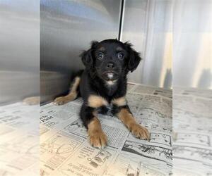 Boykin Spaniel Dogs for adoption in San Antonio, TX, USA