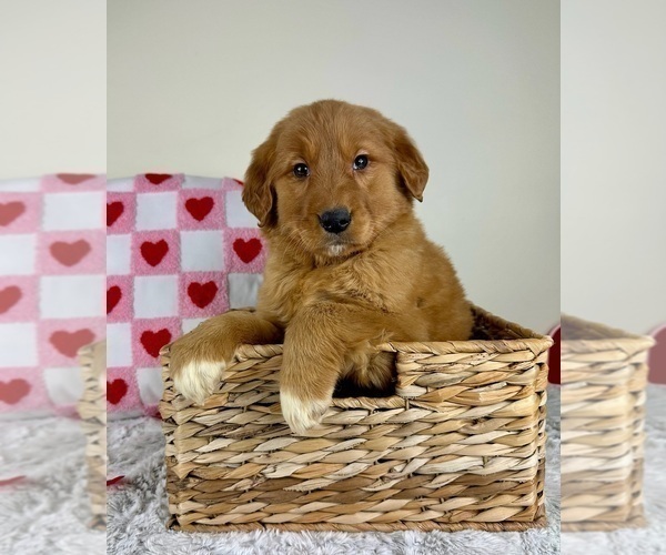 Medium Photo #1 Golden Retriever Puppy For Sale in GREENFIELD, IN, USA