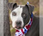 Small #2 Staffordshire Bull Terrier