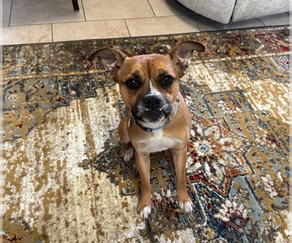 Medium Photo #3 Boxerhuahua Puppy For Sale in Salt Lake City, UT, USA