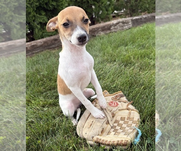 Medium Photo #2 Jack-Rat Terrier Puppy For Sale in MIDDLEBURY, IN, USA