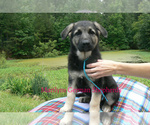 Small #2 German Shepherd Dog