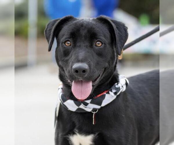 Medium Photo #4 Labrador Retriever-Unknown Mix Puppy For Sale in San Diego, CA, USA