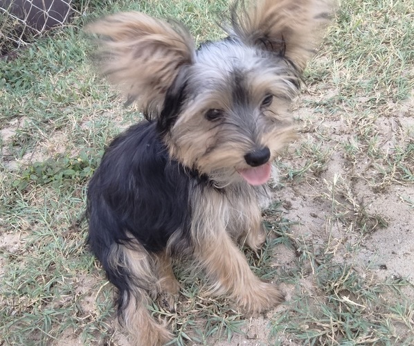 Medium Photo #1 Yorkshire Terrier Puppy For Sale in INDIAN HARBOUR BEACH, FL, USA