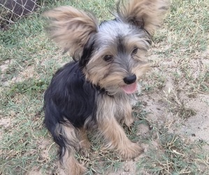 Yorkshire Terrier Puppy for sale in INDIAN HARBOUR BEACH, FL, USA