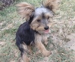 Small Yorkshire Terrier