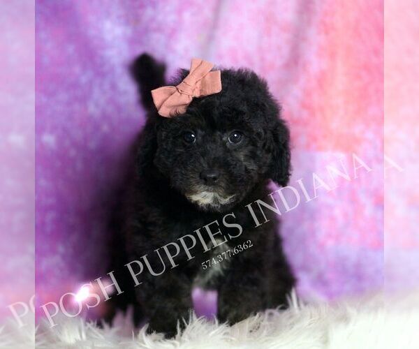 Medium Photo #6 Goldendoodle (Miniature) Puppy For Sale in WARSAW, IN, USA