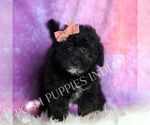 Small #5 Goldendoodle (Miniature)